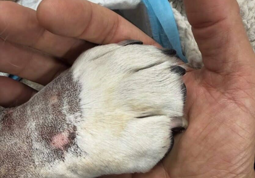 556974571_1341375574664876_4740563512975998230_n